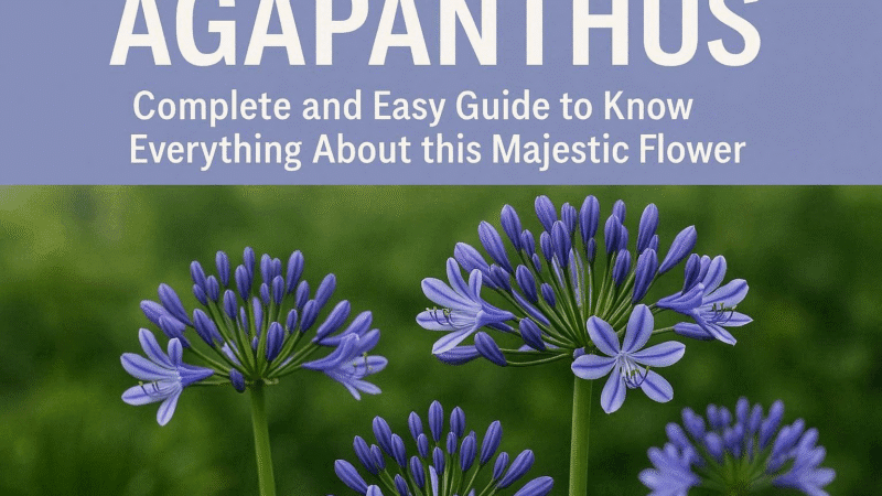 Agapanthe : Guide Complet et Facile pour Tout Savoir sur cette Fleur Majestueuse